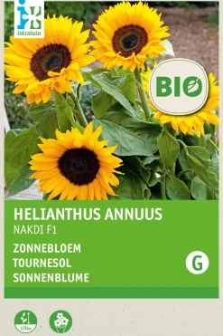 Sonnenblume (Helianthus annuus 'Zohar F1') (BIO) Blumensamen Saatgut|Blühende Pflanzen