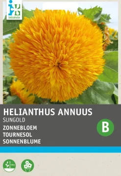 Outlet Sonnenblume (Helianthus annuus 'Sungold') Blumensamen Saatgut|Blühende Pflanzen