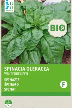Hot Spinat (Spinacia oleracea 'Securo') (BIO) Samen Gemüsesamen|Saatgut