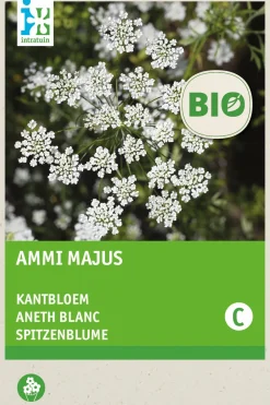 Best Spitzenblume (Ammi majus) (BIO) Samen Saatgut|Blühende Pflanzen