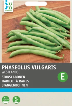 Hot Stangenbohne (Phaseolus vulgaris 'Westlandse dubbele') Samen Gemüsesamen|Saatgut