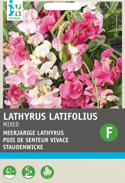 Best Staudenwicke (Lathyrus latifolius) Blumensamen Saatgut|Blühende Pflanzen