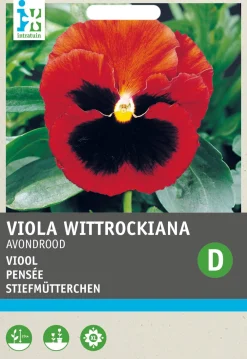 Stiefmütterchen (Viola wittrockiana 'Abendglut') Blumensamen Saatgut|Blühende Pflanzen