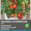 Online Strauchtomate (Solanum lycopersicum 'Maja Origineel') Samen Gemüsesamen|Saatgut