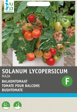 Online Strauchtomate (Solanum lycopersicum 'Maja Origineel') Samen Gemüsesamen|Saatgut