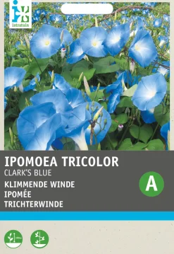 Outlet Trichterwinde (Ipomoea tricolor 'Clark's Blue') Blumensamen Saatgut|Blühende Pflanzen
