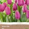 Hot Tulpe (Tulipa) (BIO) Blumenzwiebeln rosa 6 St. Frühlings-Blüher|Blumenzwiebeln