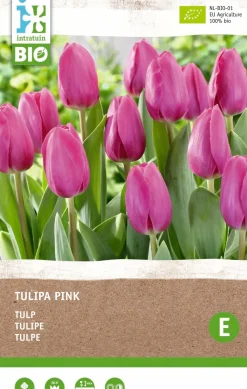 Hot Tulpe (Tulipa) (BIO) Blumenzwiebeln rosa 6 St. Frühlings-Blüher|Blumenzwiebeln
