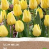 Sale Tulpe (Tulipa) (BIO) Blumenzwiebeln gelb 6 St. Frühlings-Blüher|Blumenzwiebeln