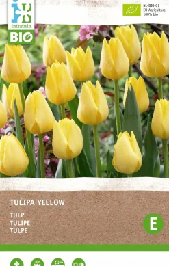 Sale Tulpe (Tulipa) (BIO) Blumenzwiebeln gelb 6 St. Frühlings-Blüher|Blumenzwiebeln