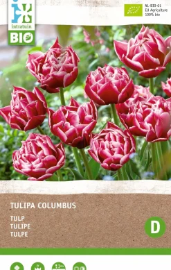 New Tulpe (Tulipa 'Columbus') (BIO) Blumenzwiebeln 6 St. Frühlings-Blüher|Blumenzwiebeln