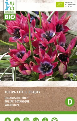 Clearance Tulpe (Tulipa 'Little Beauty') (BIO) Blumenzwiebeln 6 St. Frühlings-Blüher|Blühende Pflanzen