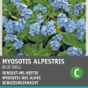 Sale Vergissmeinnicht (Myosotis alpestris 'Blue ball') Blumensamen Saatgut|Blühende Pflanzen