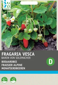 New Walderdbeere (Fragaria vesca 'Baron von Solemacher') Samen Obstsamen|Saatgut
