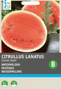 Outlet Wassermelone (Citrullus lanatus 'Sugar Baby') Samen Obstsamen|Saatgut