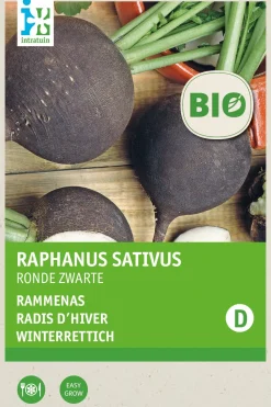 Winterrettich (Raphanus sativus 'Ronde Zwarte') (BIO) Samen Gemüsesamen|Saatgut