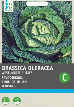 Best Wirsing (Brassica oleracea 'Brüsseler Winter') Samen Gemüsesamen|Saatgut