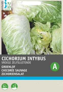 Discount Zichoriensalat (Cichorium intybus 'Pan Di Zucchero') Samen Gemüsesamen|Saatgut
