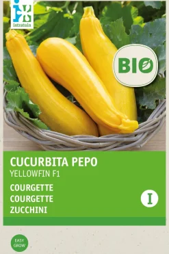 Clearance Zucchini gelb (Curcurbita pepo 'Yellowfin') (BIO) Samen Gemüsesamen|Saatgut