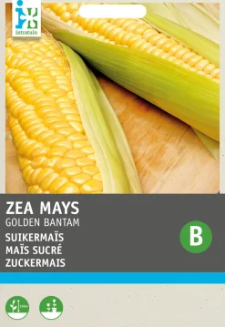 Clearance Zuckermais (Zea mays 'Golden Bantam') Samen Gemüsesamen|Saatgut