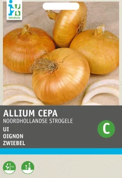 Hot Zwiebel (Allium cepa 'Strohgelbe') Samen Gemüsesamen|Saatgut