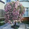 Sale Japanische Blütenkirsche (Prunus serrulata 'Kiku-Shidare-Zakura') D 32 H 200 cm Winterharte Pflanzen|Kirschlorbeer