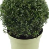 Clearance Japanische Stechpalme (Ilex crenata 'Glory Gem') D 23 H 28 cm Immergrüne Pflanzen|Winterharte Pflanzen