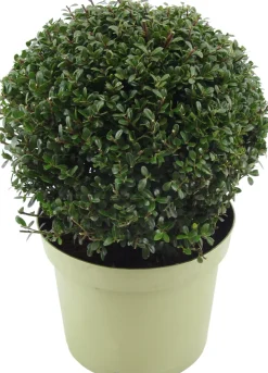 Clearance Japanische Stechpalme (Ilex crenata 'Glory Gem') D 23 H 28 cm Immergrüne Pflanzen|Winterharte Pflanzen