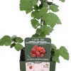 Best Japanische Weinbeere (Rubus phoenicolasius) H 45 cm Obstbäume & -Sträucher|Obstbäume & -Sträucher