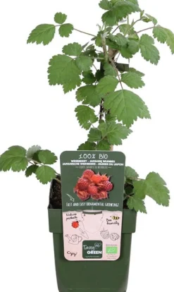 Best Japanische Weinbeere (Rubus phoenicolasius) H 45 cm Obstbäume & -Sträucher|Obstbäume & -Sträucher