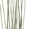 Sale Japanischer Schachtelhalm (Equisetum japonicum) D 9 H 20 cm Winterharte Pflanzen|Mehrjährige Pflanzen