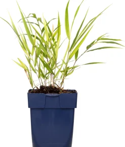 Clearance Japanisches Berggras (Hakonechloa macra) D 11 H 10 cm Immergrüne Pflanzen|Winterharte Pflanzen