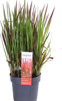 Japanisches Blutgras (Imperata cylindrica 'Red Baron') D 19 H 30 cm Immergrüne Pflanzen|Winterharte Pflanzen
