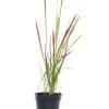 Best Japanisches Blutgras (Imperata cylindrica 'Red Baron') D 17 H 40 cm Winterharte Pflanzen|Mehrjährige Pflanzen