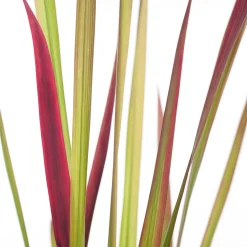 Best Japanisches Blutgras (Imperata cylindrica 'Red Baron') D 17 H 40 cm Winterharte Pflanzen|Mehrjährige Pflanzen