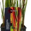 Clearance Japanisches Blutgras (Imperata cylindrica 'Red Baron') D 23 H 40 cm Winterharte Pflanzen|Mehrjährige Pflanzen