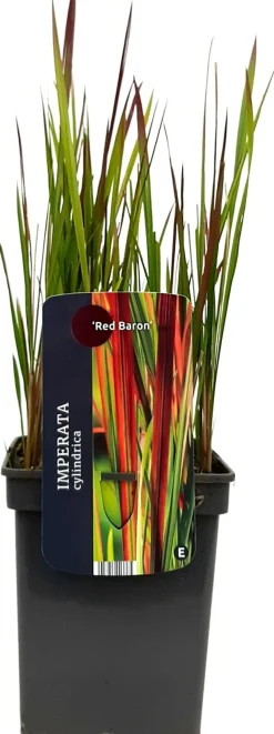 Clearance Japanisches Blutgras (Imperata cylindrica 'Red Baron') D 23 H 40 cm Winterharte Pflanzen|Mehrjährige Pflanzen