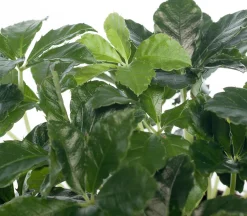 Discount Jungfernrebe (Parthenocissus 'Striata') D 12 H 20 cm Kleine Zimmerpflanzen|Für Schatten