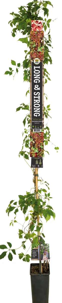 Jungfernrebe (Parthenocissus 'Engelmannii') D 23 H 210 cm Kletterpflanzen|Winterharte Pflanzen