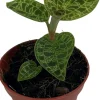 Sale Juwelorchidee (Macodes petola 'Jewel Orchid') D 6 H 8 cm Kleine Zimmerpflanzen|Blühende Zimmerpflanzen