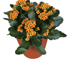 Best Kalanchoe (Kalanchoë blossfeldiana 'Red') D 15 H 26 cm Kleine Zimmerpflanzen|Für Sonne