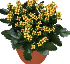 Best Kalanchoe (Kalanchoë blossfeldiana 'Red') D 15 H 26 cm Kleine Zimmerpflanzen|Für Sonne