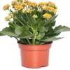 Discount Kalanchoe (Kalanchoe 'Queen') orange D 14 H 26 cm Kleine Zimmerpflanzen|Für Sonne
