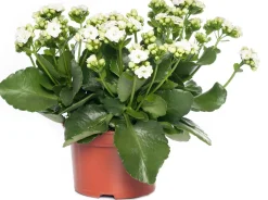Outlet Kalanchoe (Kalanchoe 'Queen') weiß D 14 H 26 cm Kleine Zimmerpflanzen|Für Sonne