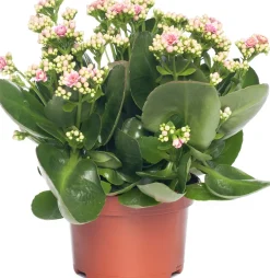 Clearance Kalanchoe (Kalanchoe 'Queen') hellrosa D 14 H 26 cm Kleine Zimmerpflanzen|Für Sonne
