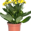 Sale Kalanchoe (Kalanchoe 'Queen') gelb D 14 H 26 cm Kleine Zimmerpflanzen|Für Sonne