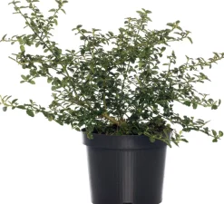 Sale Kalifornischer Flieder (Ceanothus thyrsiflorus var. repens) D 17 H 20 cm Blühende Pflanzen|Immergrüne Pflanzen