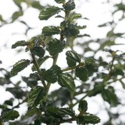 Sale Kalifornischer Flieder (Ceanothus thyrsiflorus var. repens) D 17 H 20 cm Blühende Pflanzen|Immergrüne Pflanzen
