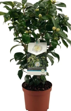 Sale Kamelie (Camelia japonica 'Brushfield's Yellow') D 19 H 55 cm Blühende Pflanzen|Immergrüne Pflanzen