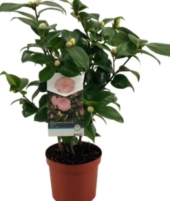 Best Kamelie (Camellia japonica 'Nuccio's Cameo') D 19 H 55 cm Blühende Pflanzen|Immergrüne Pflanzen